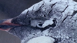 How Penguins Adapt To Survive | Natural World: Penguins Of The Antarctic | BBC Earth