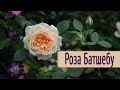 Роза Батшебу д.остин кустарниковая описание сорта фото и отзывы 🌹