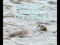 Dance of the otters lutra lutra