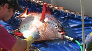 Scientists discover the first fully warm-blooded fish