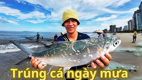 Cách Đánh Bắt Cá Độc lạ Chỉ Có Ở Đà Nẵng | Cùng Kéo lưới Cá Với Ngư Dân Đà Nẵng