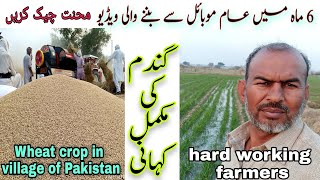 Documentary on wheat crop in village of Pakistan Urdu