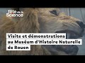 Ref:W1ugAwKnrZ4 Visite et d�monstrations au mus�um d'histoire naturelle de rouen