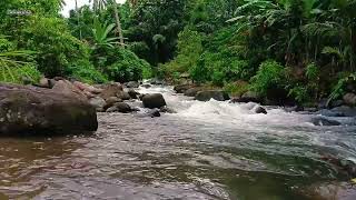 The River Flows Making You Fall Asleep in 10 Minutes, Gentle River Sounds, Relaxing Beautiful River