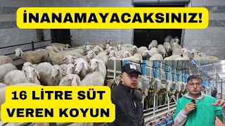 İnanamayacaksınız! Günde 16litre Süt Veren Koyun (Biste Assaf 1. Bölüm)