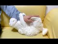 飼い主がゲーム中の猫の様子