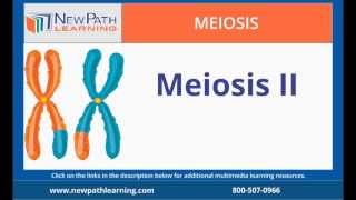 Meiosis - Meiosis II