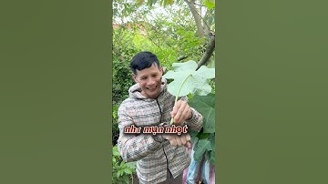 Cây Ngô Đông Tốt Chữa Mụn Nhọt #thuocnam #caythuocnam #thaoduoc #dongy #ohvl #shorts