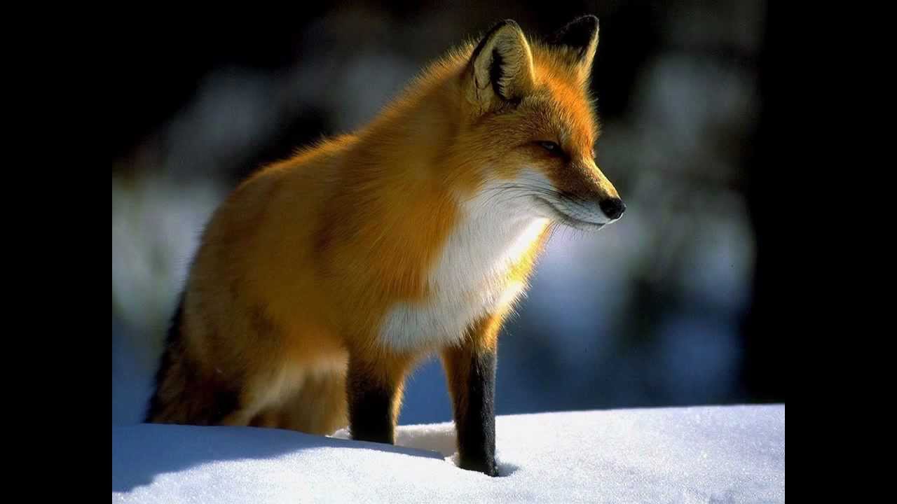 Презентация о лисах