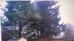 Tree removal vancouver Washington