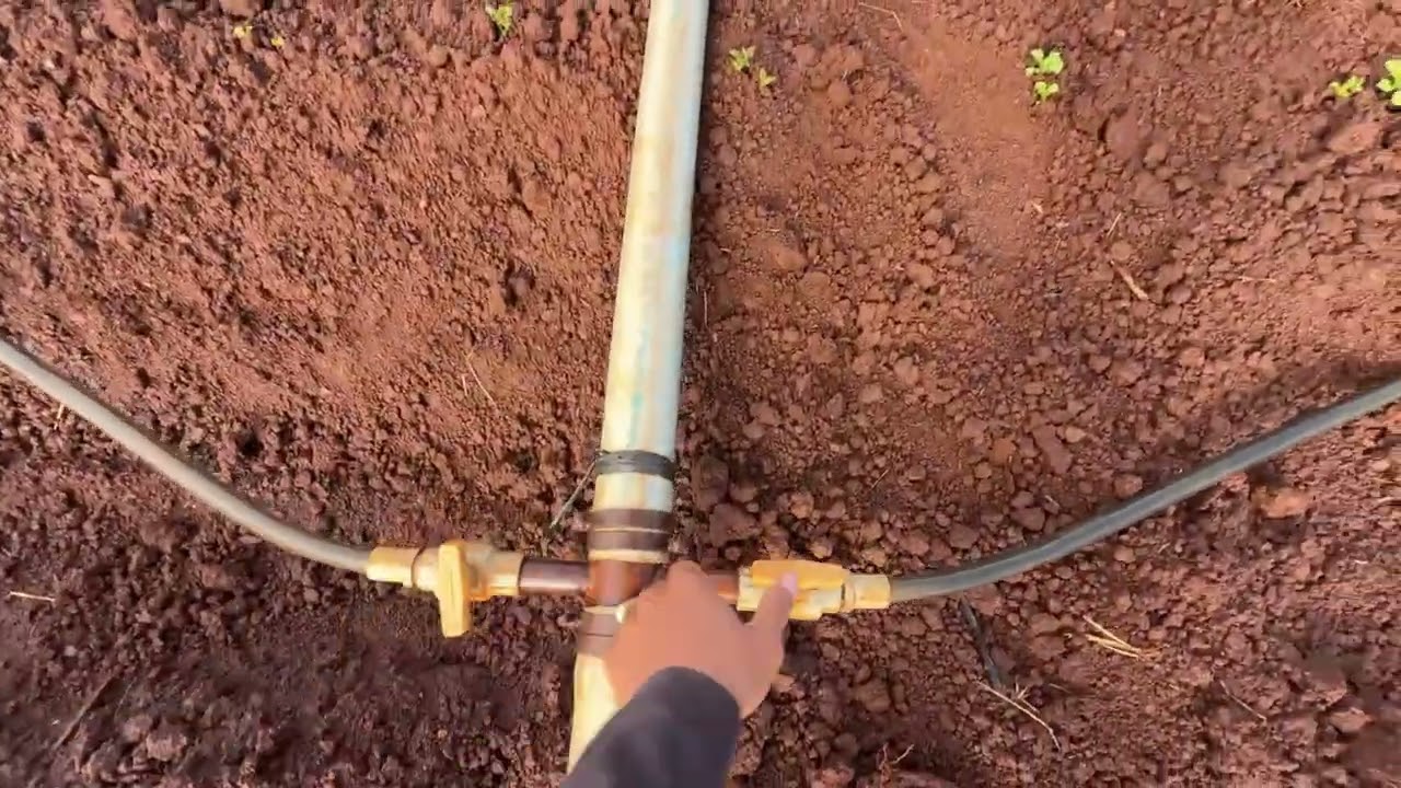 Vận hành máy tưới và thời gian tưới trên khu vườn khoai tây