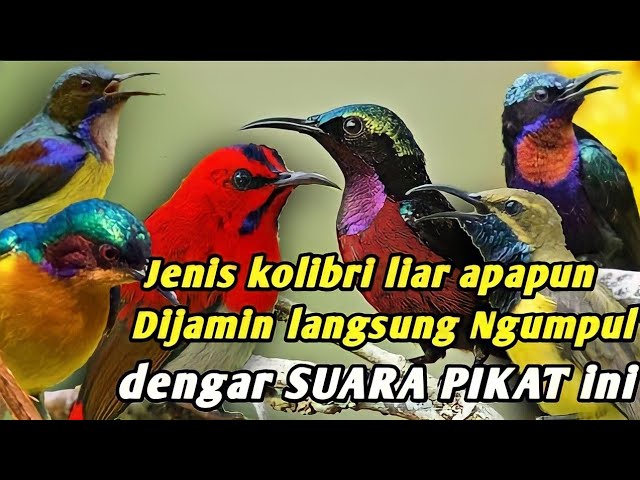 Suara pikat kolibri ribut (konin-wulung-sogok otong-sepah raja) class=