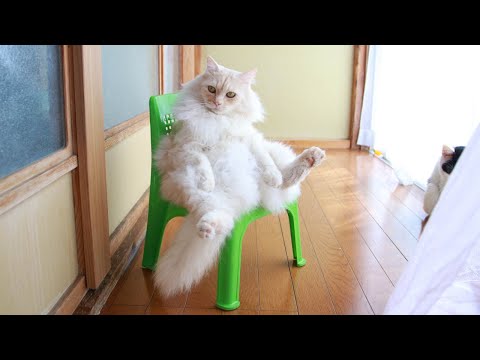 椅子に座る猫　Cat sitting on a chair　　221024