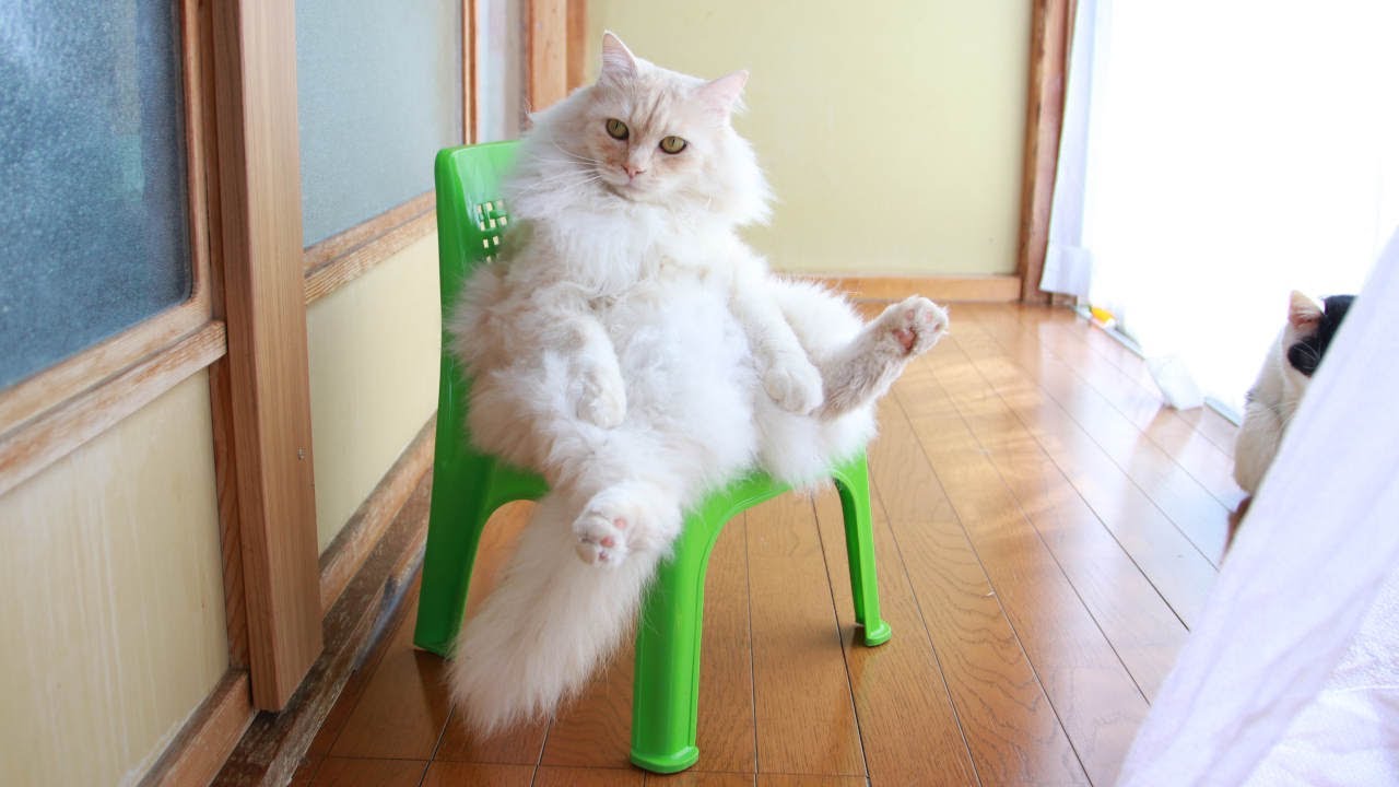 椅子に座る猫 Cat sitting on a chair 221024 - YouTube