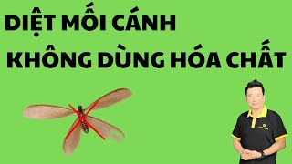 Diệt Mối Cánh Tận Gốc Bay Vào Nhà Bạn Mà Không Dùng Hoá Chất Độc Hại. 0977036666 | DIỆT MỐI TẬN GỐC