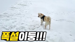 폭설이둥!!! 눈만 오면 주체가 안되는 강아지 허둥!