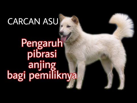 Video: Anjing bertuah