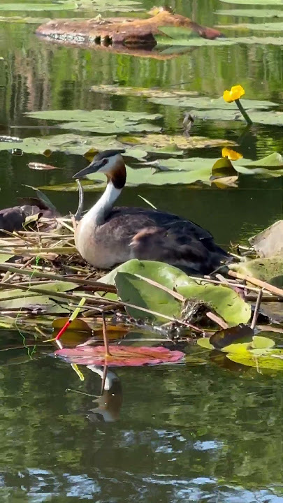 Озеро, большая поганка, гнездо.See, Haubentaucher, Nest.Lake, great grebe, nest. #nature #lake