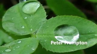 Video thumbnail of "Peter Frampton -    I'm In You ( w/lyrics)"