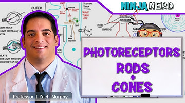 Special Senses | Photoreceptors: Rods and Cones