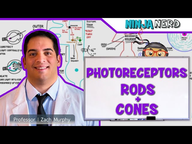 Special Senses | Photoreceptors | Rods and Cones class=
