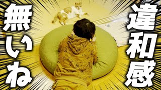 家の中での寛ぎ方が家猫よりも家猫な庭子猫君…笑[三毛母猫の子猫]