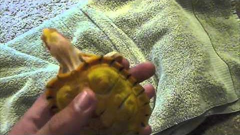 Juvenile Albino Red Eared Slider Turtle