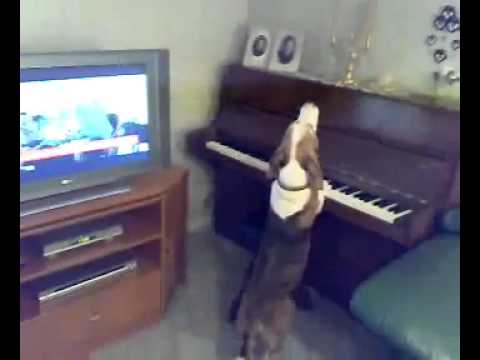 Piyano çalan köpek