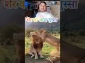 sher sherni me ladayi 🚀💯👍 #nonfollowers #comedy