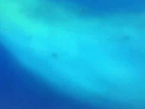 Finding Nemo righteous in Portuguese