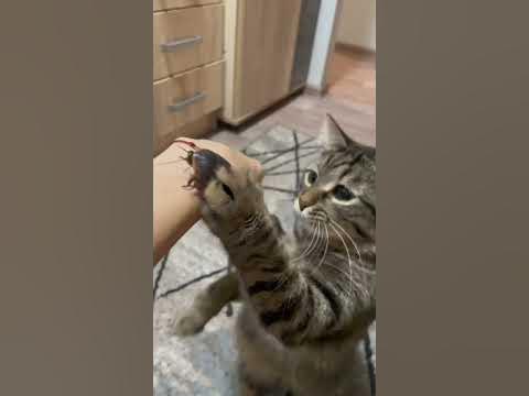 Любители вытаскивать тараканов из террариума #cat #cats #кот #котики # ...