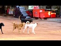 First time​ Meeting Of VillageDogs!!American English Coonhound And Boerboel