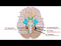 Cranial Nerve Anatomy