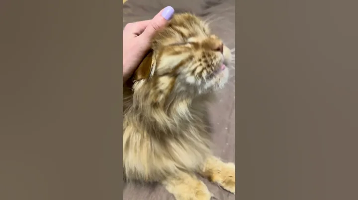 Video 6663401: mains coon cat mainecoon, maine coon cat purring, mainecoon cat animals cute, cat mainecoon funny animals