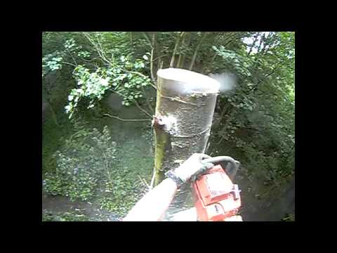 Go-Ape Leeds Castle, Kent. Dangerous tree felled b...