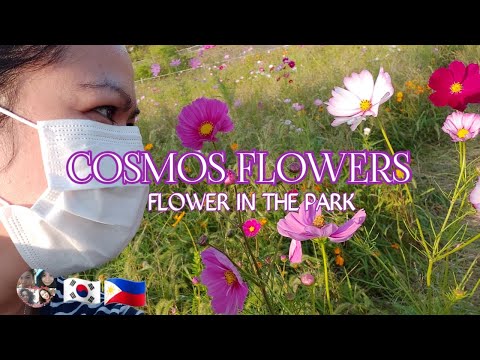 Video: Mga Kulay ng Bulaklak ng Cosmos - Iba't ibang Uri ng Bulaklak ng Cosmos