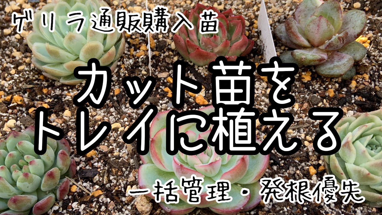多肉植物 カット苗を育苗トレイに植え付ける Reoreooreoさん単品通販苗を種まき用土に植えて一括管理 Youtube 多肉植物 カット苗を育苗トレイに植え付ける Reoreooreoさん単品通販苗を種まき用土に植えて一括管理 Youtube