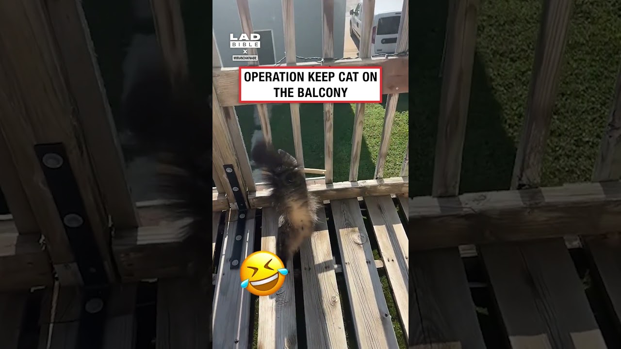 Operation keep cat on balcony 🤣 (🎥: TT/ mirandaknabe)