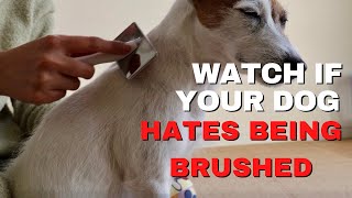 How to Brush a Dog That Hates Being Brushed | Sheryl Gim