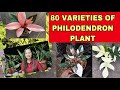 80 VARIETIES OF PHILODENDRON PLANTS + IDENTIFICATION OF PHILODENDRON PLANTS #philodendron #varieties