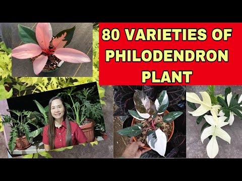 Video: Phellodendron