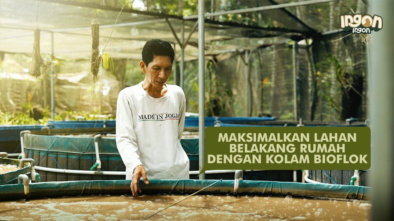Harga Jual Lebih Mahal & Tidak Bau Tanah, Budidaya Ikan Bioflok Belakang Rumah!