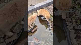 #рекомендации #cat #питомцы #animals #вместевеселее #дружбаживотных #любовьспасётмир