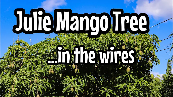 'Julie' Mango Tree in the Wires!