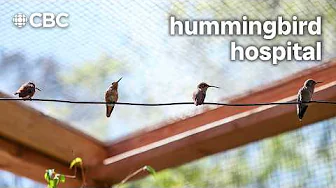Nurturing the CUTEST injured hummingbirds back to health