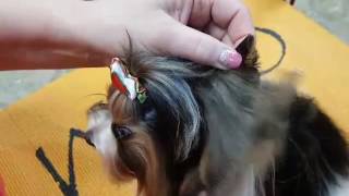 Yorkie Ear Trimming