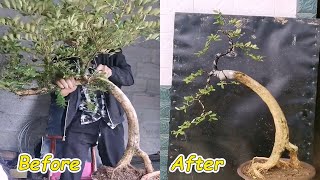 How to bend a bonsai - guide to create beautiful bonsai, bonsai art#25