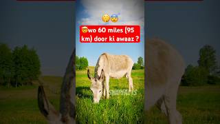 🐴 Mind-Blowing Donkey Facts You Didn’t Know! | SnapFacts | #shorts #facts #snapfacts #animalfacts