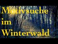 Auf Motivsuche Im Tristen Winterwald