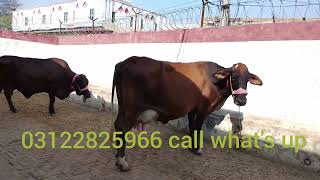 2 big 🐄 cow's milk and blood line 03122825966 call what's up channel ko subscribe kry taseel depalpo